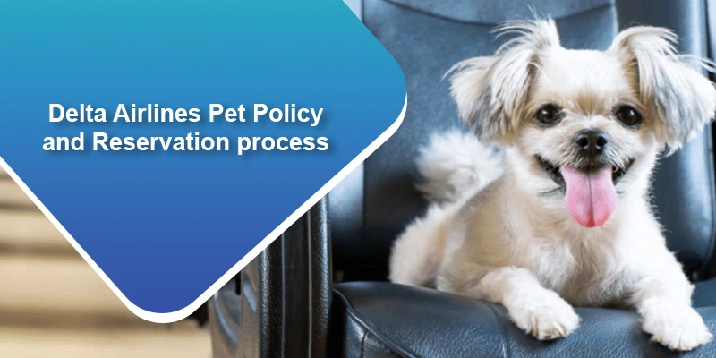 What is Delta Airlines Pet Policy, Fee & Reservation Process?