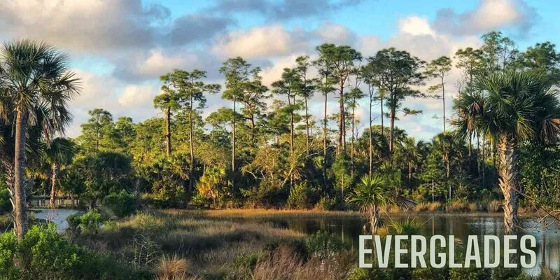 Everglades