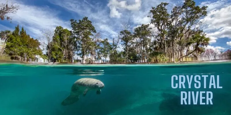 crystal river manatee

