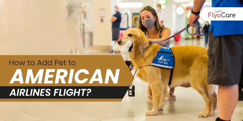 How to Add Pet to American Airlines Flight? - Flyocare